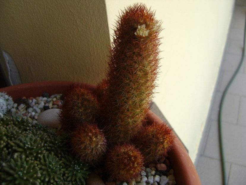 Mammillaria elongata cv. Kopper King - Cactusi 2018