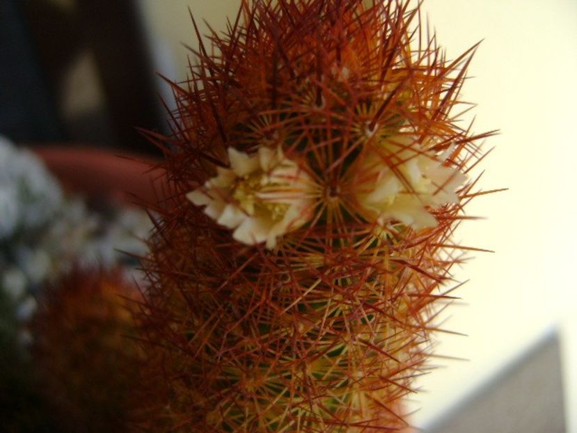 Mammillaria elongata cv. Kopper King - Cactusi 2018