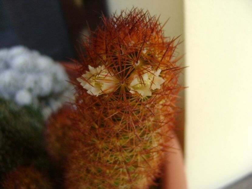 Mammillaria elongata cv. Kopper King - Cactusi 2018