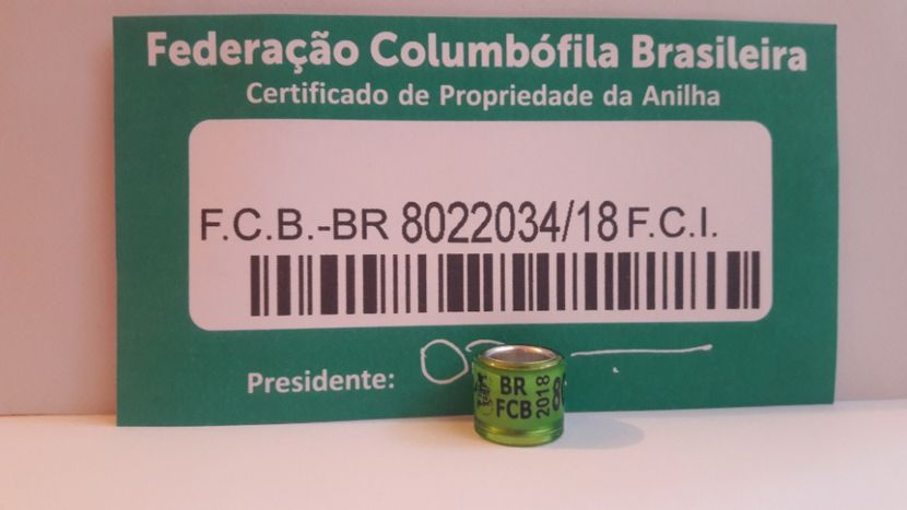 BR FCB  2018 FCI - BRAZILIA - BR - FCB