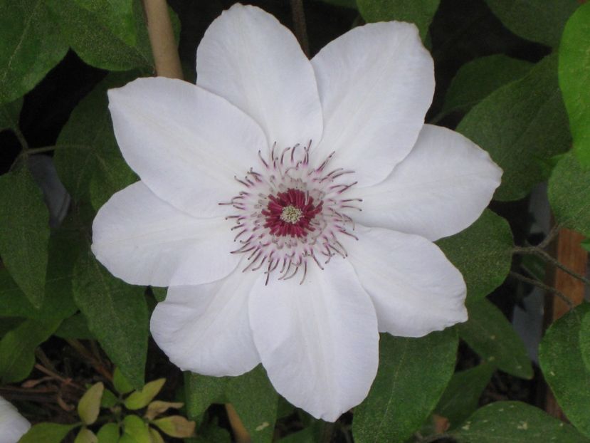 Miss Bateman - Clematis 2018