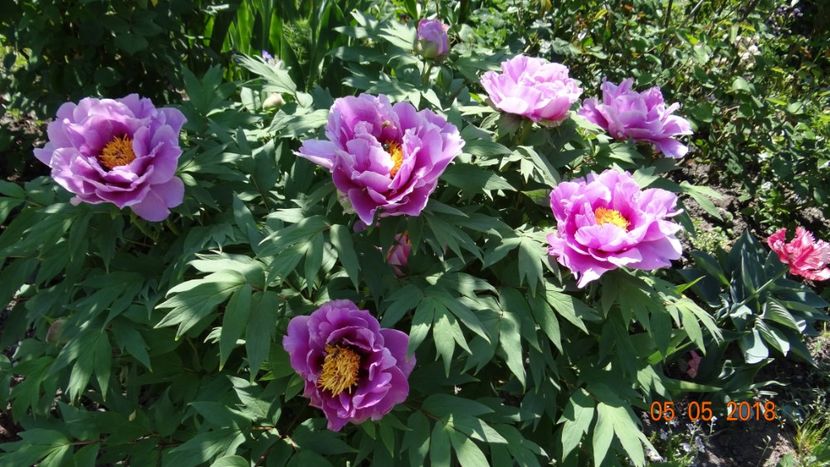 Lavander - De-ale lui Florar