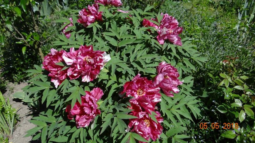 Dao Jin - De-ale lui Florar