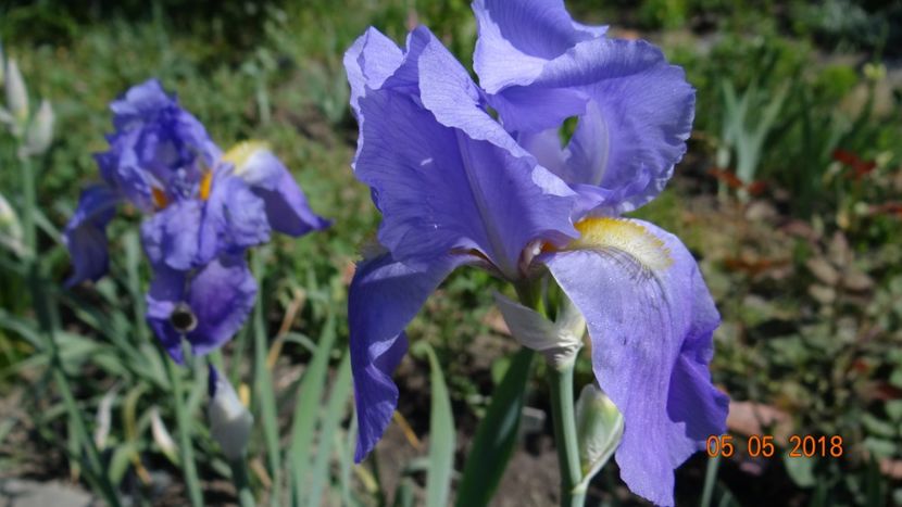  - De-ale lui Florar
