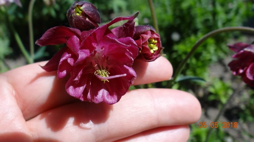  - De-ale lui Florar