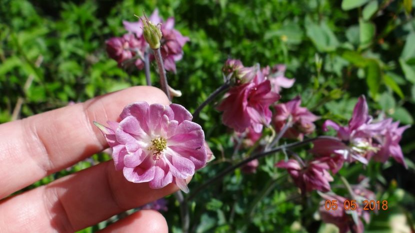  - De-ale lui Florar