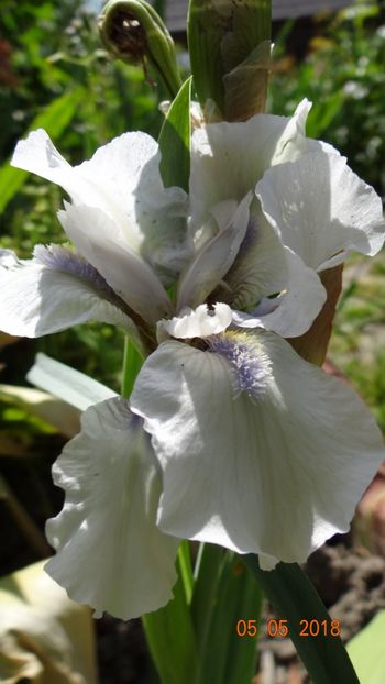  - De-ale lui Florar