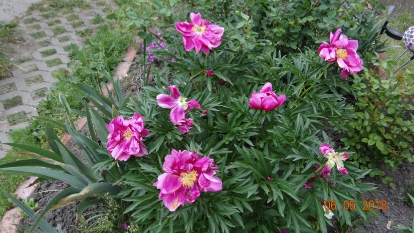  - De-ale lui Florar