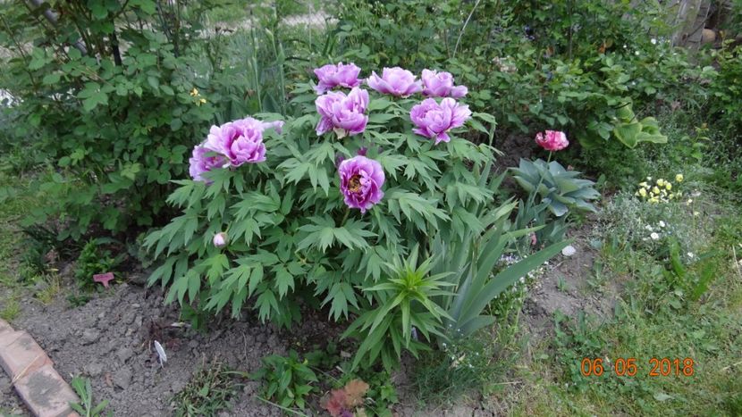  - De-ale lui Florar