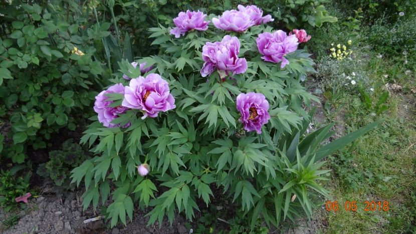  - De-ale lui Florar