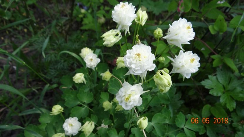  - De-ale lui Florar