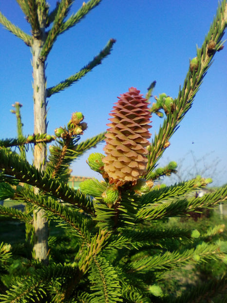  - curtea cu toate cele 2018