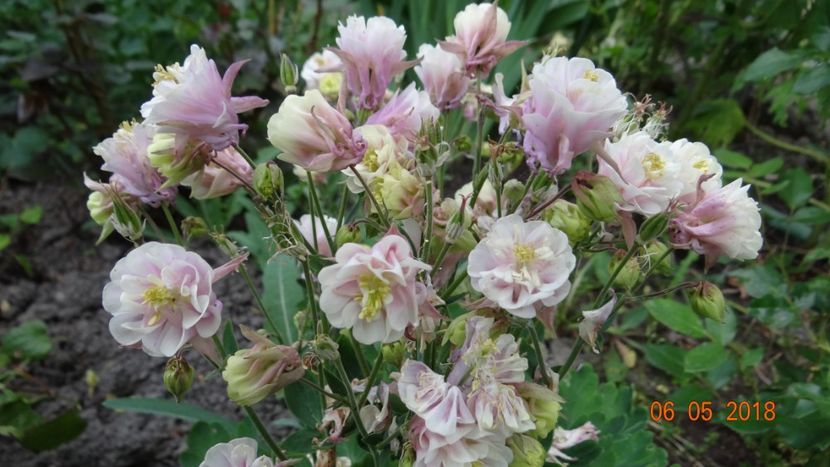  - De-ale lui Florar