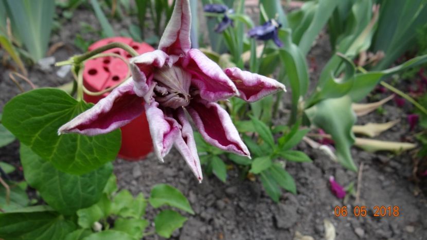  - De-ale lui Florar