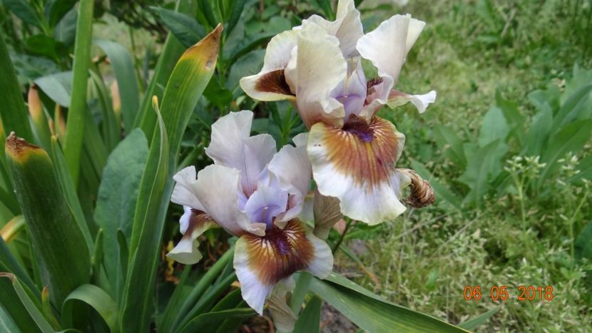  - De-ale lui Florar