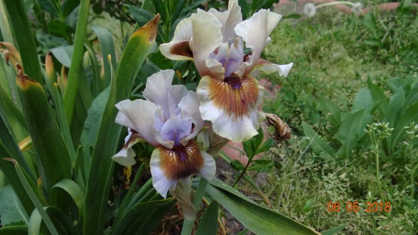  - De-ale lui Florar