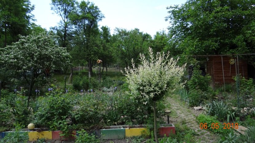  - De-ale lui Florar