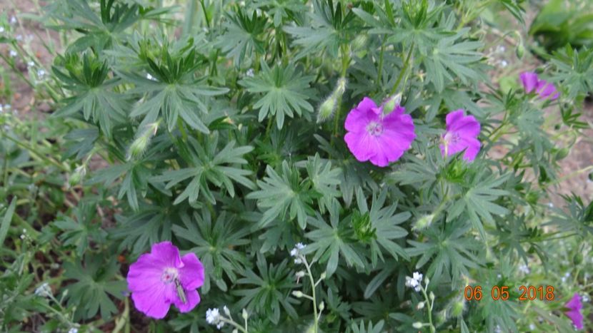  - De-ale lui Florar