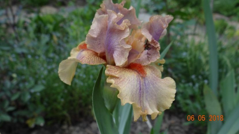  - De-ale lui Florar
