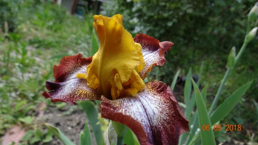  - De-ale lui Florar
