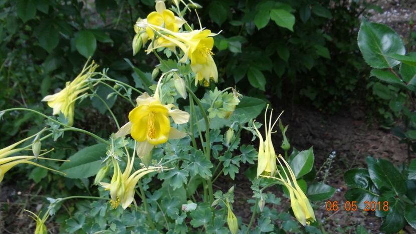  - De-ale lui Florar