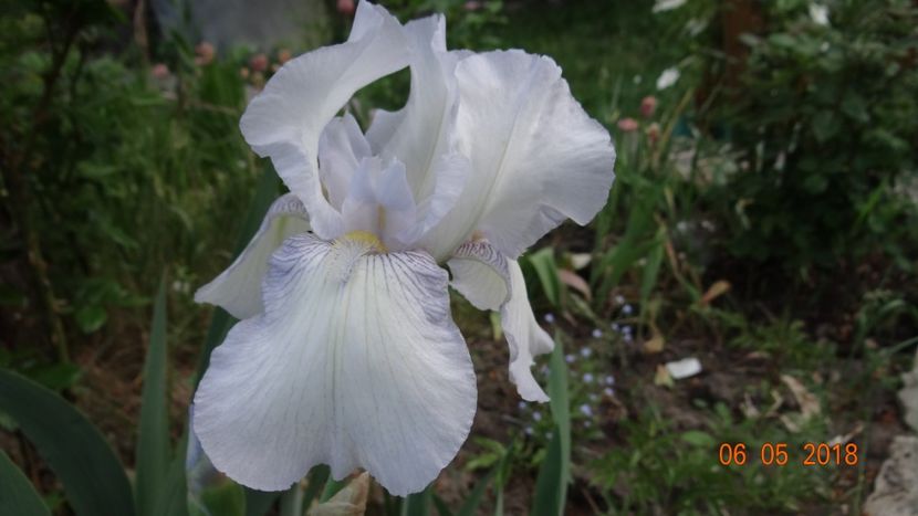  - De-ale lui Florar
