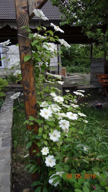  - De-ale lui Florar