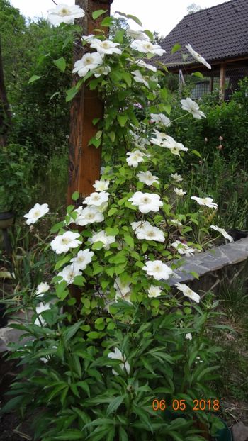  - De-ale lui Florar
