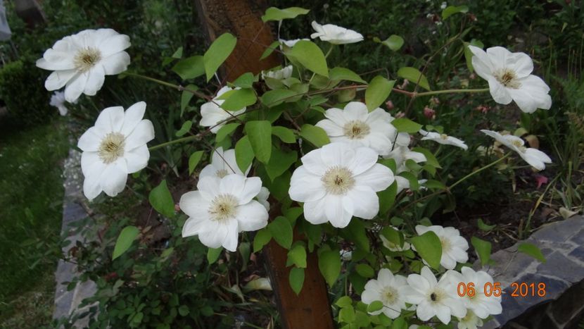 Guernsey Cream - De-ale lui Florar