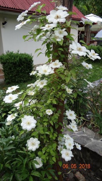  - De-ale lui Florar