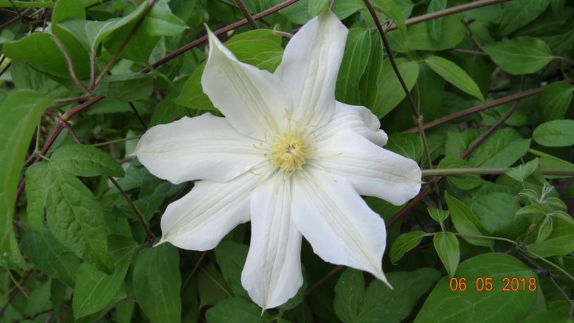  - De-ale lui Florar