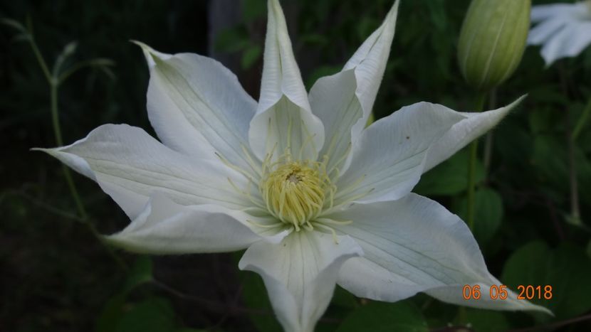  - De-ale lui Florar