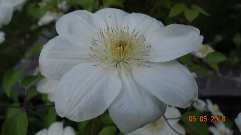  - De-ale lui Florar