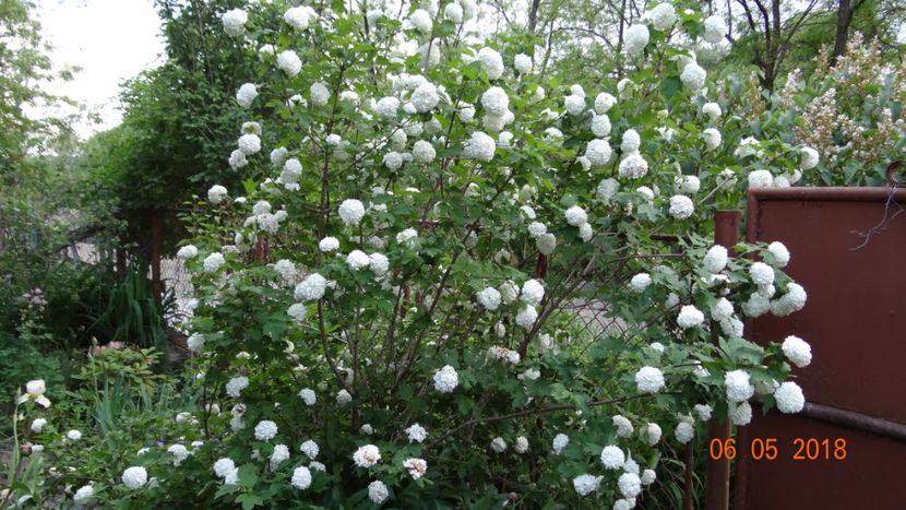 calin - De-ale lui Florar