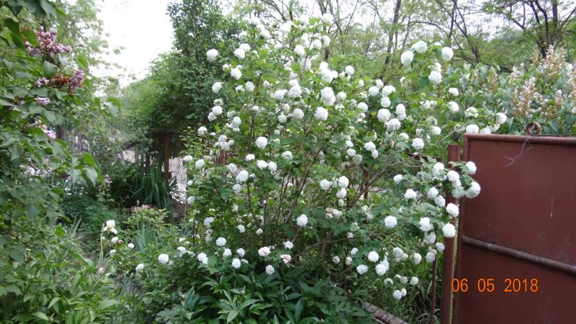  - De-ale lui Florar