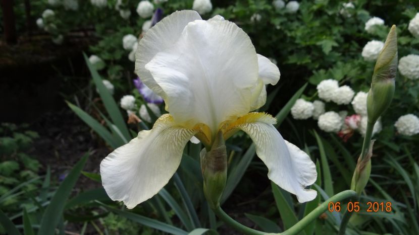  - De-ale lui Florar