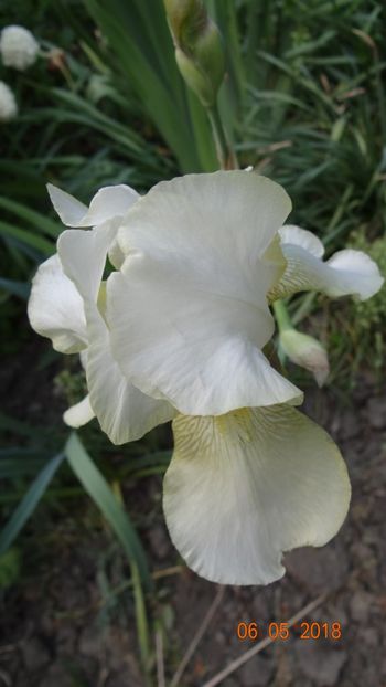 - De-ale lui Florar
