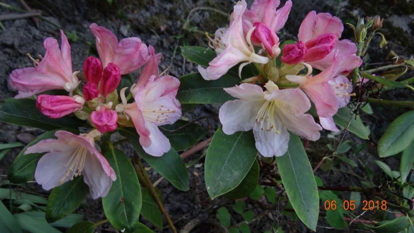 Rodo Percy Wiseman - De-ale lui Florar