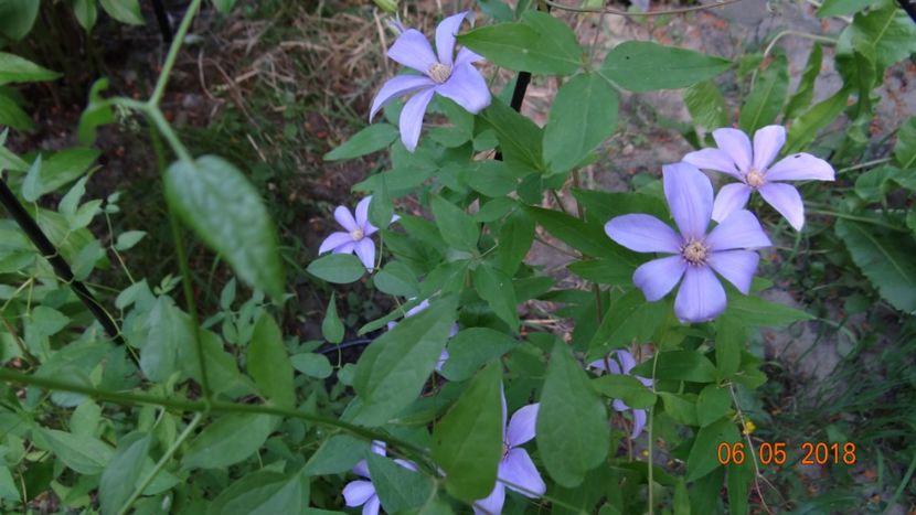  - De-ale lui Florar
