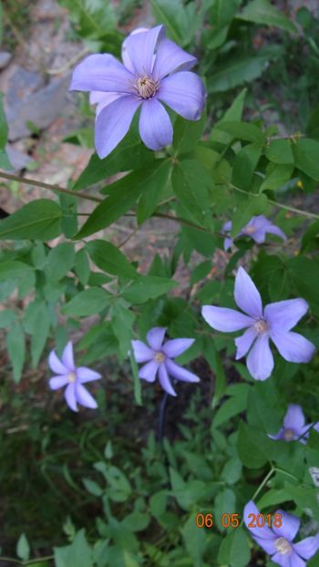 minunat parfumata :) - De-ale lui Florar