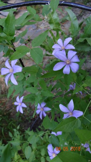  - De-ale lui Florar