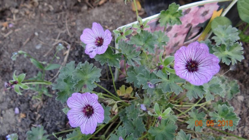  - De-ale lui Florar