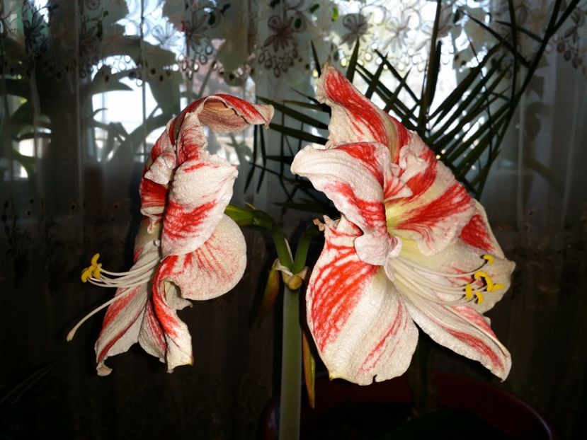  - Plante in ghiveci 2018