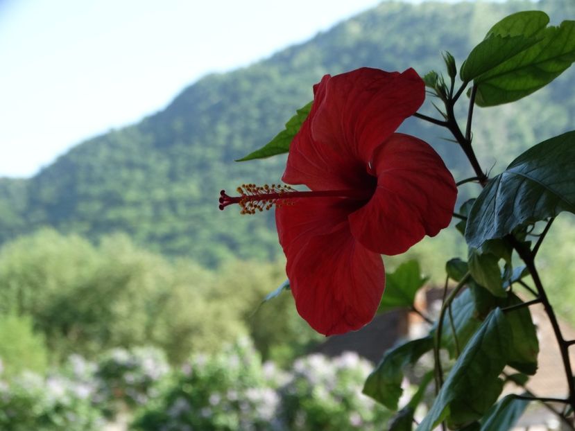  - Plante in ghiveci 2018