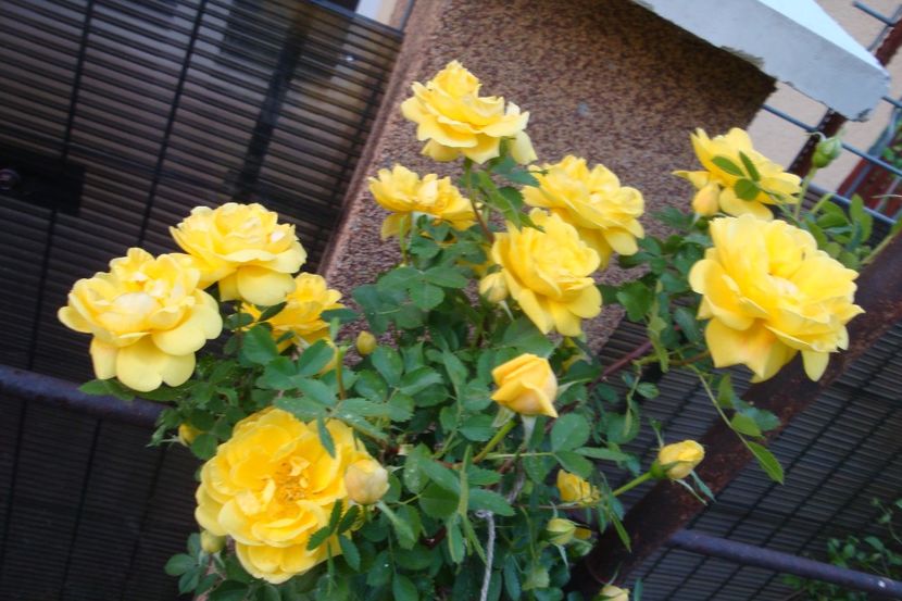  - Persian yellow