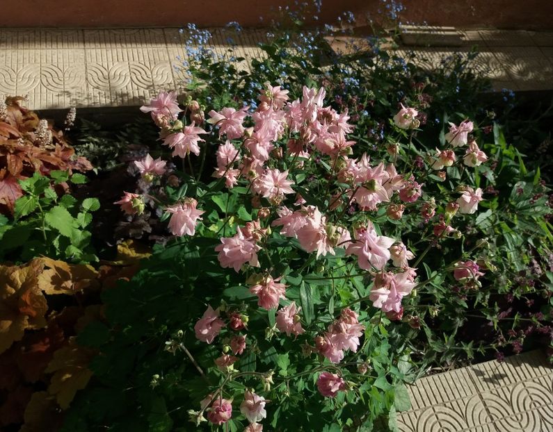  - 2018 plantele mele