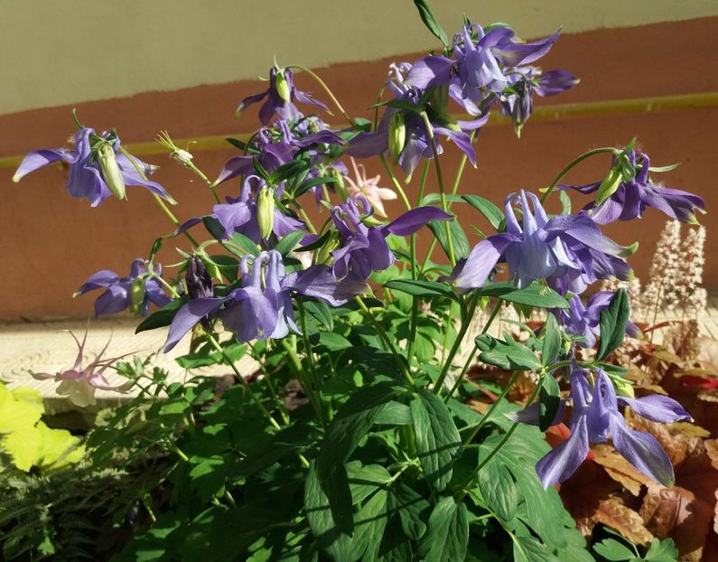  - 2018 plantele mele