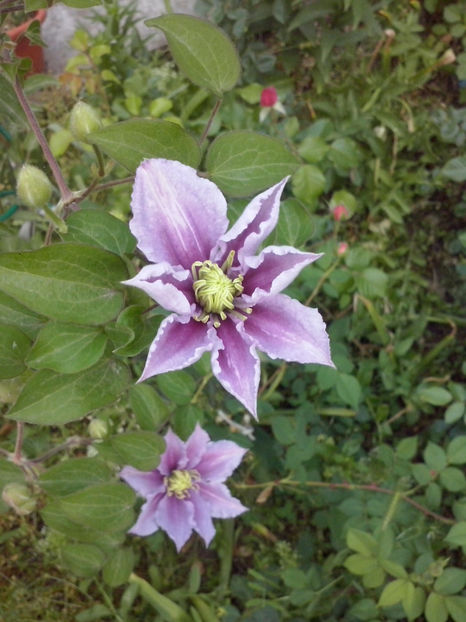 CAM00495 - Clematite 2018