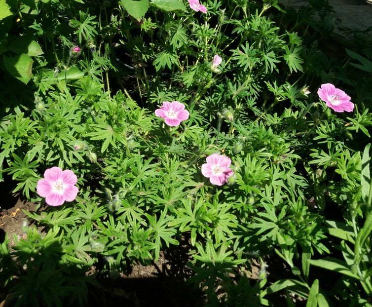  - 2018 plantele mele
