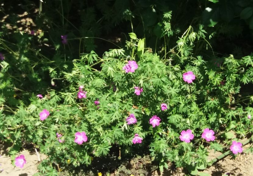  - 2018 plantele mele
